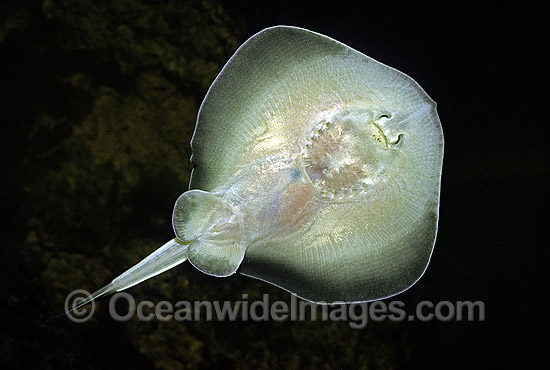 Underside Banded Stingaree Urolophus cruciatus photo Underside Banded Stingaree Urolophus cruciatus photo