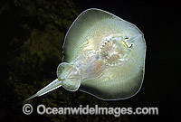 Underside Banded Stingaree Urolophus cruciatus Photo - Rudie Kuiter