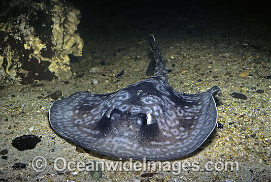 Spotted Stingaree Urolophus gigas photo Spotted Stingaree Urolophus gigas photo