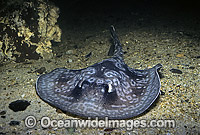 Spotted Stingaree Urolophus gigas Photo - Rudie Kuiter