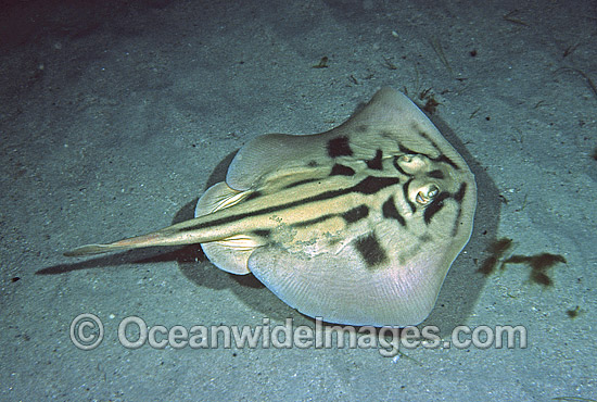Banded Stingaree Urolophus cruciatus photo Banded Stingaree Urolophus cruciatus photo