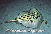 Banded Stingaree Urolophus cruciatus Photo - Rudie Kuiter