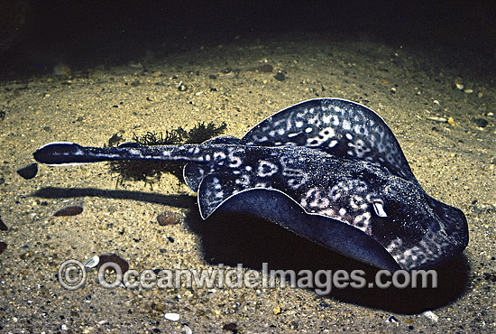 Spotted Stingaree Urolophus gigas Sinclairs photo