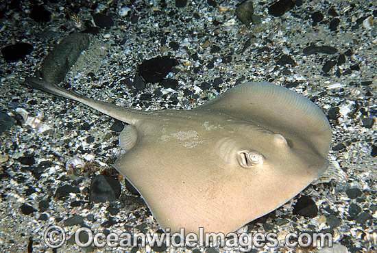 Yellow-back Stingaree Urolophus sufflavus photo Yellow-back Stingaree Urolophus sufflavus photo