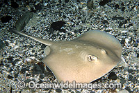 Yellow-back Stingaree Urolophus sufflavus Photo - Rudie Kuiter