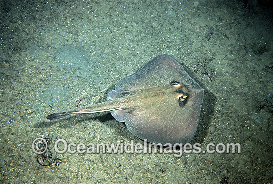 Common Stingaree Trygonoptera testacea photo Common Stingaree Trygonoptera testacea photo