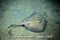 Common Stingaree Trygonoptera testacea Photo - Rudie Kuiter