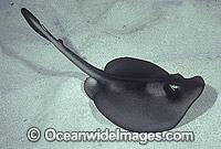 Striped Stingaree Trygonoptera ovalis Photo - Rudie Kuiter