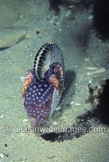 Paper Nautilus releasing ink in defence photo Paper Nautilus releasing ink in defence photo