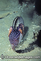 Paper Nautilus releasing ink in defence Photo - Rudie Kuiter