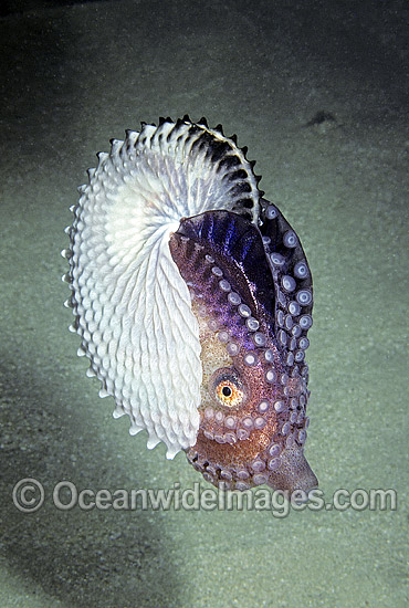 Paper Nautilus Argonauta nodosa photo
