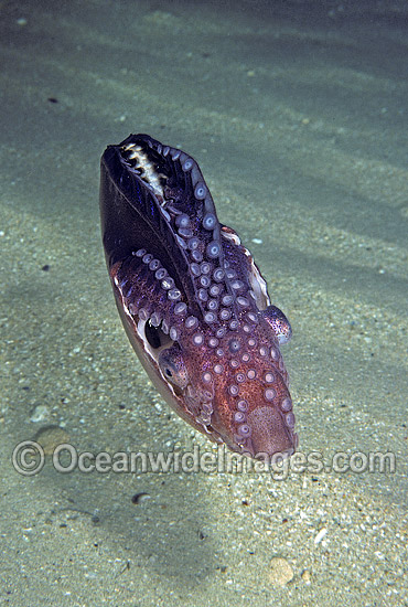 Paper Nautilus mantle covering egg chamber photo