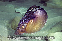 Paper Nautilus mantle covering egg chamber Photo - Rudie Kuiter