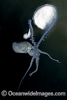Paper Nautilus Dead speciman without egg chamber Photo - Rudie Kuiter
