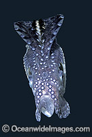 Paper Nautilus mantle covering egg chamber Photo - Rudie Kuiter