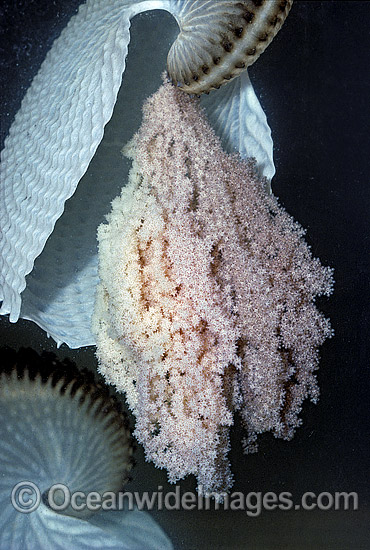 Paper Nautilus showing egg mass photo