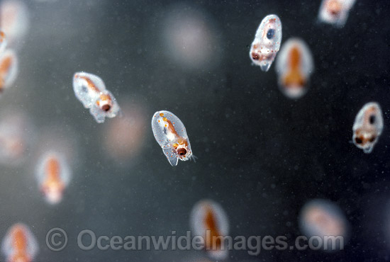 Paper Nautilus newly born hatchlings photo