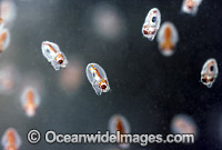 Paper Nautilus newly born hatchlings Photo - Rudie Kuiter