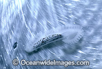 Paper Nautilus reproductive organ Photo - Rudie Kuiter