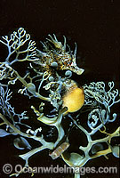 Short-head Seahorse on sea algae Photo - Gary Bell