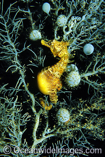 Short-head Seahorse on sea algae photo Short-head Seahorse on sea algae photo