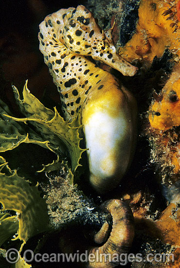 Southern Pot-belly Seahorse photo Southern Pot-belly Seahorse photo