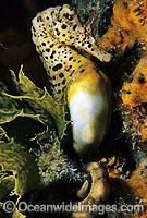 Southern Pot-belly Seahorse Photo - Gary Bell