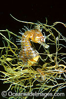Short-head Seahorse on sea algae Photo - Gary Bell