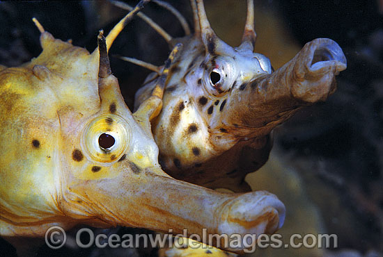 Southern Pot-belly Seahorse photo Southern Pot-belly Seahorse photo
