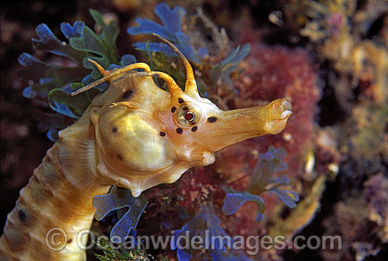 Southern Pot-belly Seahorse photo Southern Pot-belly Seahorse photo