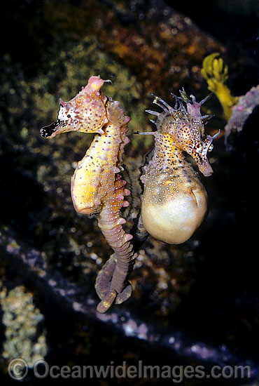 Short-head Seahorse Hippocampus breviceps photo Short-head Seahorse Hippocampus breviceps photo
