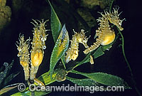 Short-head Seahorses grouping together Photo - Rudie Kuiter