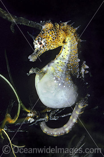 Seahorse Babies emerging photo Seahorse Babies emerging photo