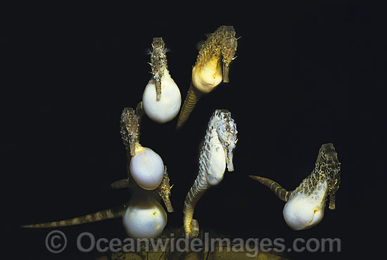 Pot-belly Seahorse males chasing female photo Pot-belly Seahorse males chasing female photo