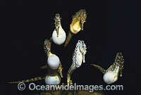Pot-belly Seahorse males chasing female Photo - Rudie Kuiter