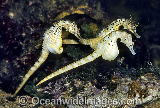 Pot-belly Seahorse males courting female photo Pot-belly Seahorse males courting female photo
