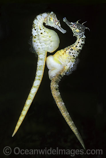 Pot-belly Seahorse egg transfer photo Pot-belly Seahorse egg transfer photo