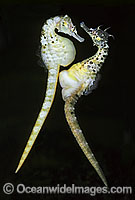 Pot-belly Seahorse egg transfer Photo - Rudie Kuiter