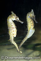 Whites Seahorse courting Photo - Rudie Kuiter