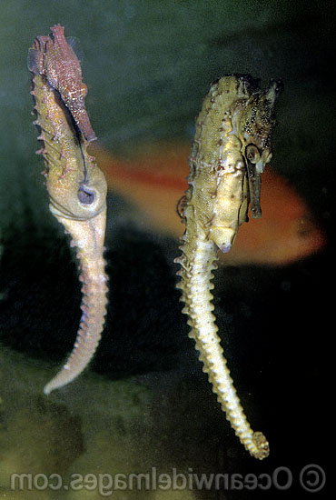 Whites Seahorse courting male female photo Whites Seahorse courting male female photo