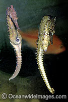 Whites Seahorse courting male female Photo - Rudie Kuiter