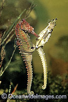 Whites Seahorse egg transfer Photo - Rudie Kuiter