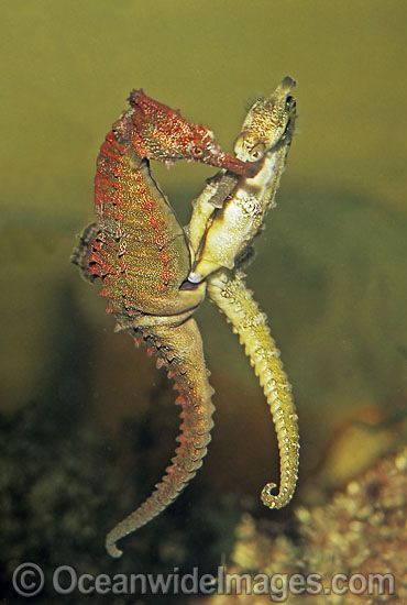 Whites Seahorse female egg transfer photo Whites Seahorse female egg transfer photo