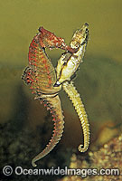 Whites Seahorse female egg transfer Photo - Rudie Kuiter