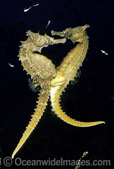 Whites Seahorse egg transfer photo Whites Seahorse egg transfer photo