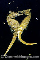 Whites Seahorse egg transfer Photo - Rudie Kuiter