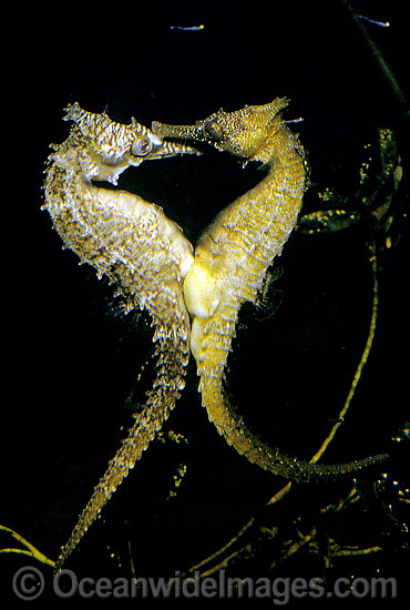Whites Seahorse transferring eggs into males pouch photo Whites Seahorse transferring eggs into males pouch photo