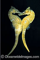 Whites Seahorse female transferring eggs Photo - Rudie Kuiter