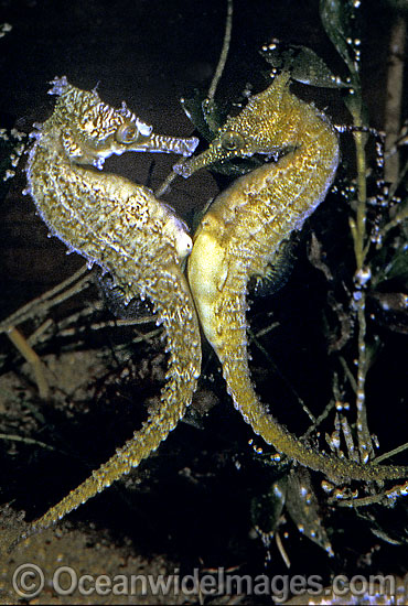 Whites Seahorse female transferring eggs photo Whites Seahorse female transferring eggs photo