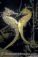 Whites Seahorse female transferring eggs Photo - Rudie Kuiter